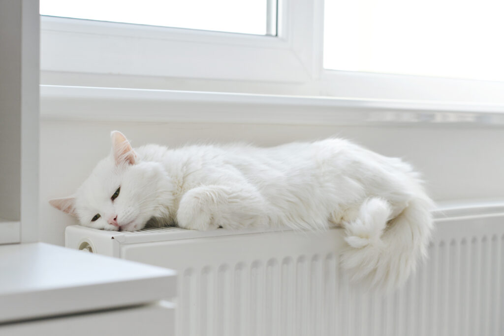 Schöne weiße Katze entspannt auf dem Heizkörper Großaufnahme
